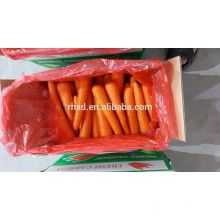 S preço de cenoura na exportação de cenoura china